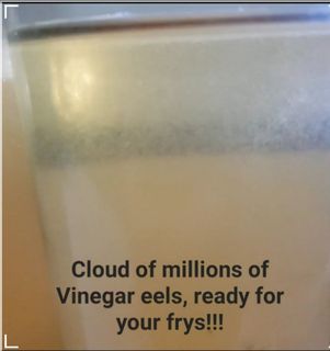 VINEGAR EEL for Fish Frys.