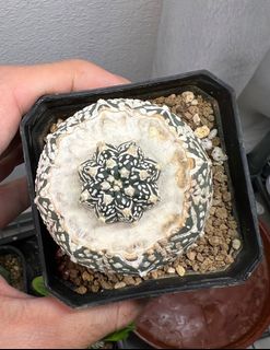 (Category: ) located in . Submitted by HudsonLH (Listing ID 1262111933, Image 1). Description: .
