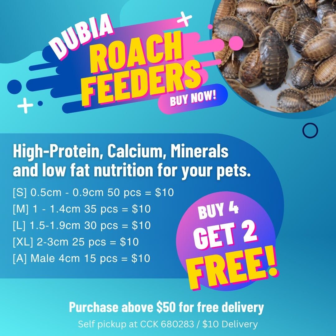 Premium Dubia Roach Feeder, Pet Supplies, Pet Food on Carousell