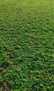 frograss ☘️☘️☘️