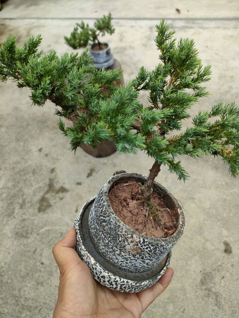 Mini song Bonsai, Furniture & Home Living, Gardening, Plants & Seeds on  Carousell