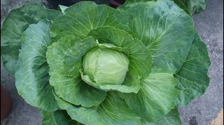 (Category: ) located in . Submitted by urban.cultivar (Listing ID 1261989330, Image 1). Description: .