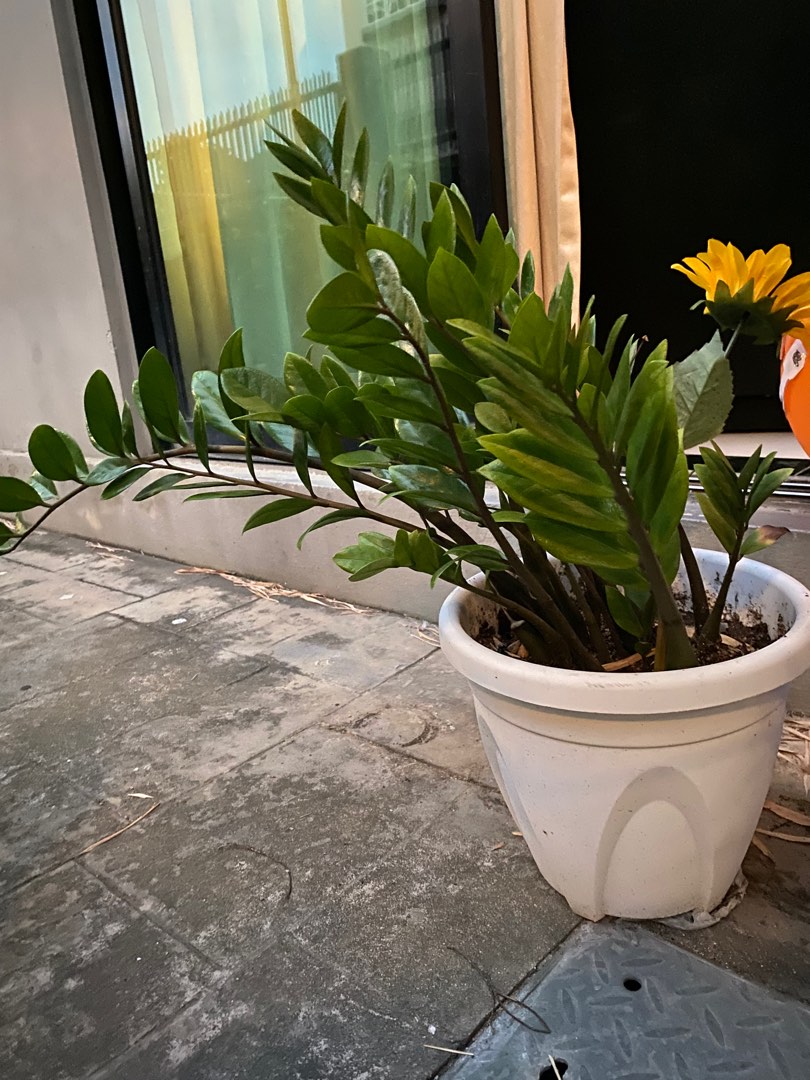 Zz Plant air purifier , Furniture & Home Living, Gardening, Plants