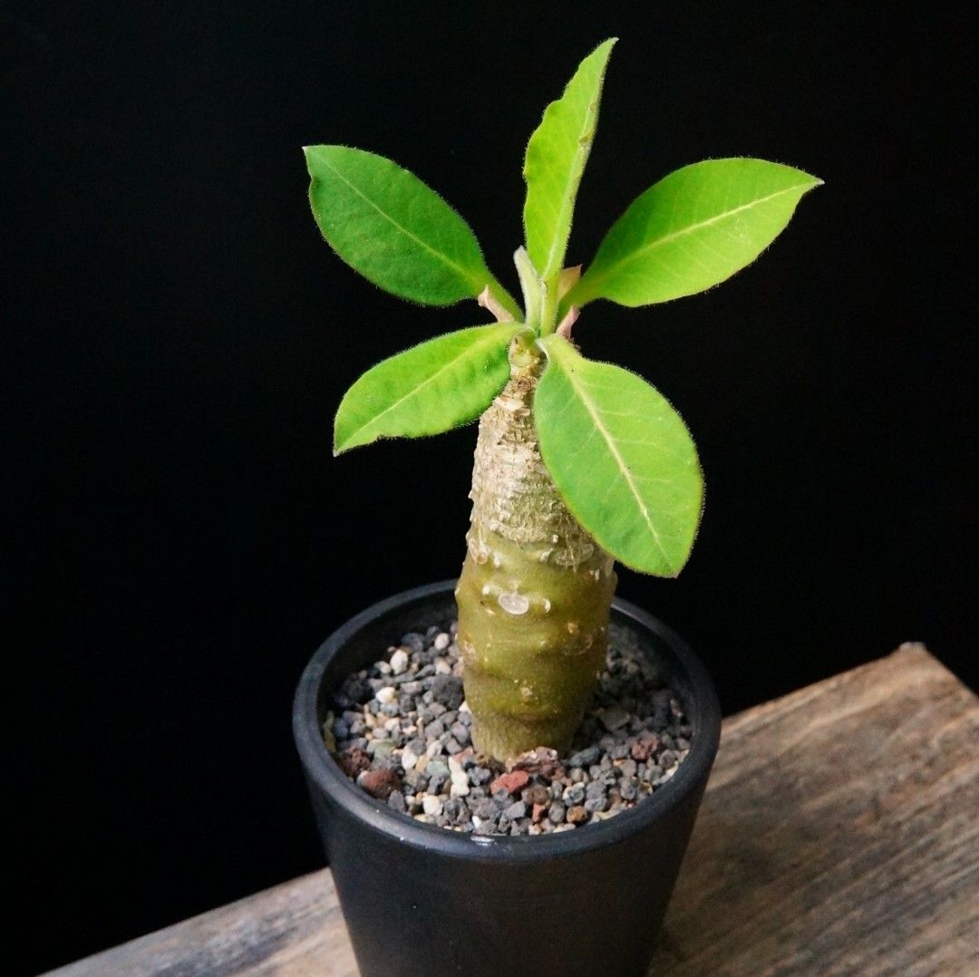 安卡大戟棒鎚3.8 can 開花株塊根Caudex 連盆多肉植物(Euphorbia 