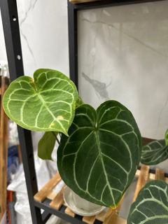 （分類：）位於 。 由 4everGrow 提交（商品編號 1262286237，圖片 1）。簡介： 。