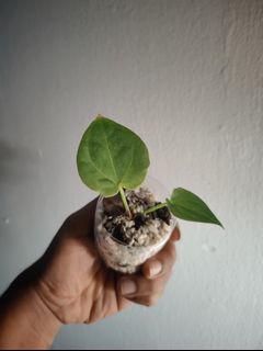 (Category: ) located in . Submitted by multiflora (Listing ID 1262269609, Image 1). Description: .