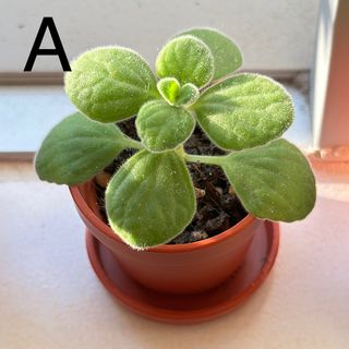 （分類：）位於 。 由 mayqbb 提交（商品編號 1262236504，圖片 1）。簡介： 。