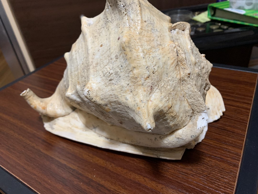 quot Horned quot QUEEN HELMET SEASHELL ( Large) Furniture Home Living