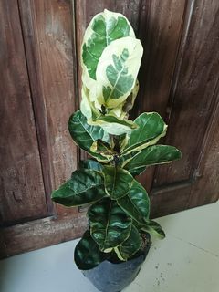 RESERVED) Epipremnum pinnatum 'Aurea' Code: AUR Php 100 *First to mine  gets the plant. *Delivery within or near Metro Manila only via…