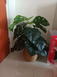 (Category: ) located in . Submitted by jamine6747 (Listing ID 1262406158, Image 1). Description: .