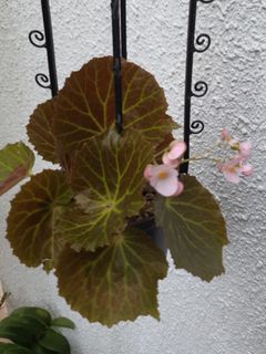 Begonia