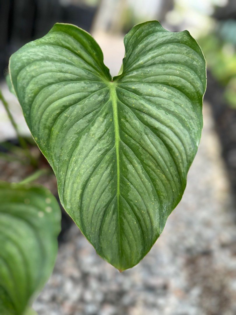 Philodendron Pastazanum Silver, Furniture & Home Living, Gardening, Plants  & Seeds on Carousell