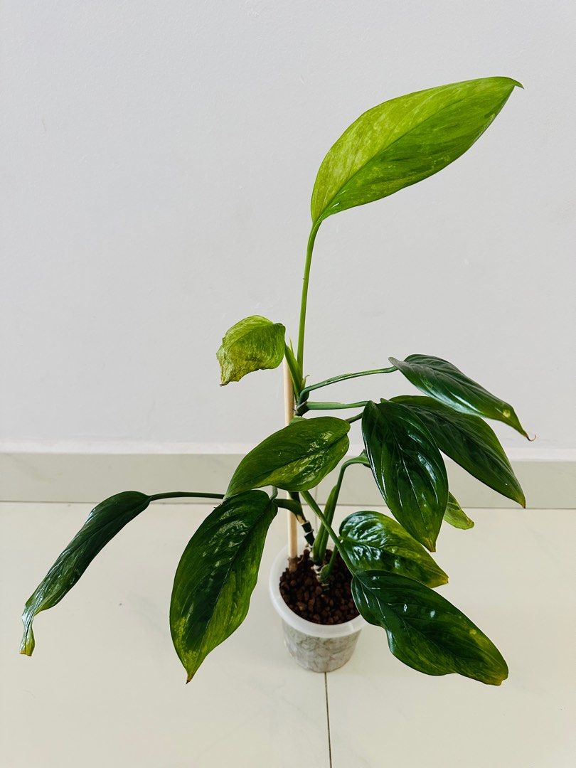 Scindapsus Perakensis Variegated, Furniture & Home Living, Gardening ...