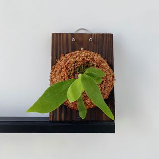 （分類：）位於 。 由 mori.iki 提交（商品編號 1262524007，圖片 1）。簡介： 。