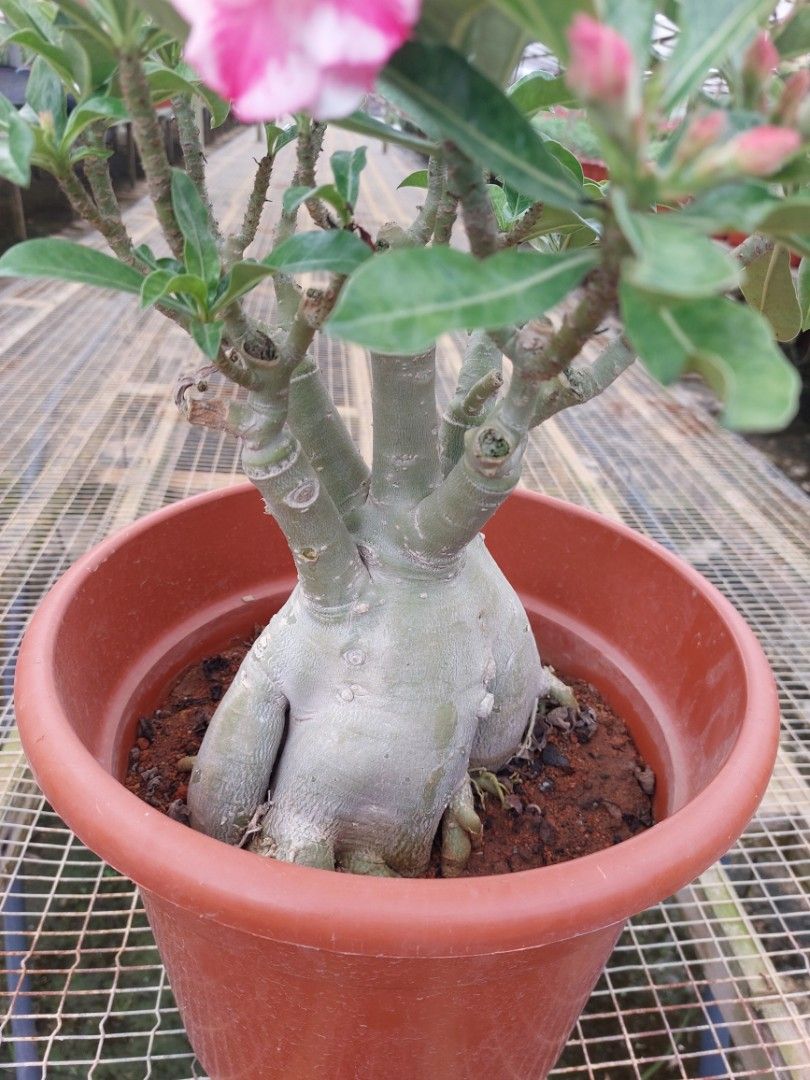 Adenium, Furniture & Home Living, Gardening, Plants & Seeds on Carousell
