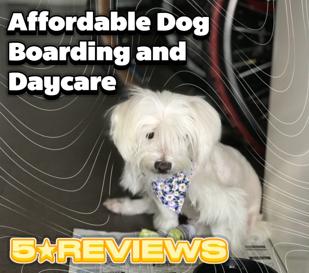 Dog Boarding Doggy Daycare Toa Payoh