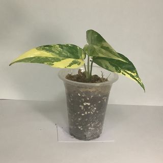 1pcs Rare Epipremnum Pinnatum Yellow Flame Yellow Dragon Fire Node Starter  Plant Live Plant