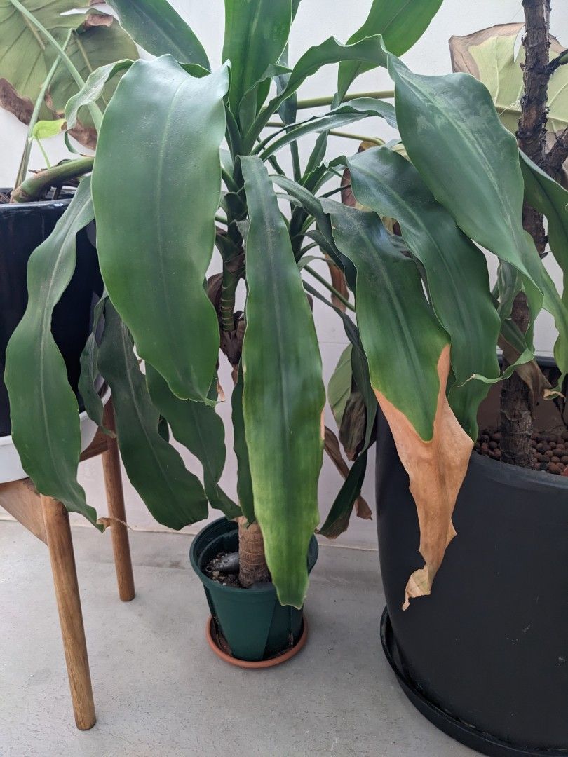 FREE plants (Monstera, Ficus (fiddle leaf fig), Ficus (elastica), Dracaena,  Whale Fin), Furniture & Home Living, Gardening, Plants & Seeds on Carousell