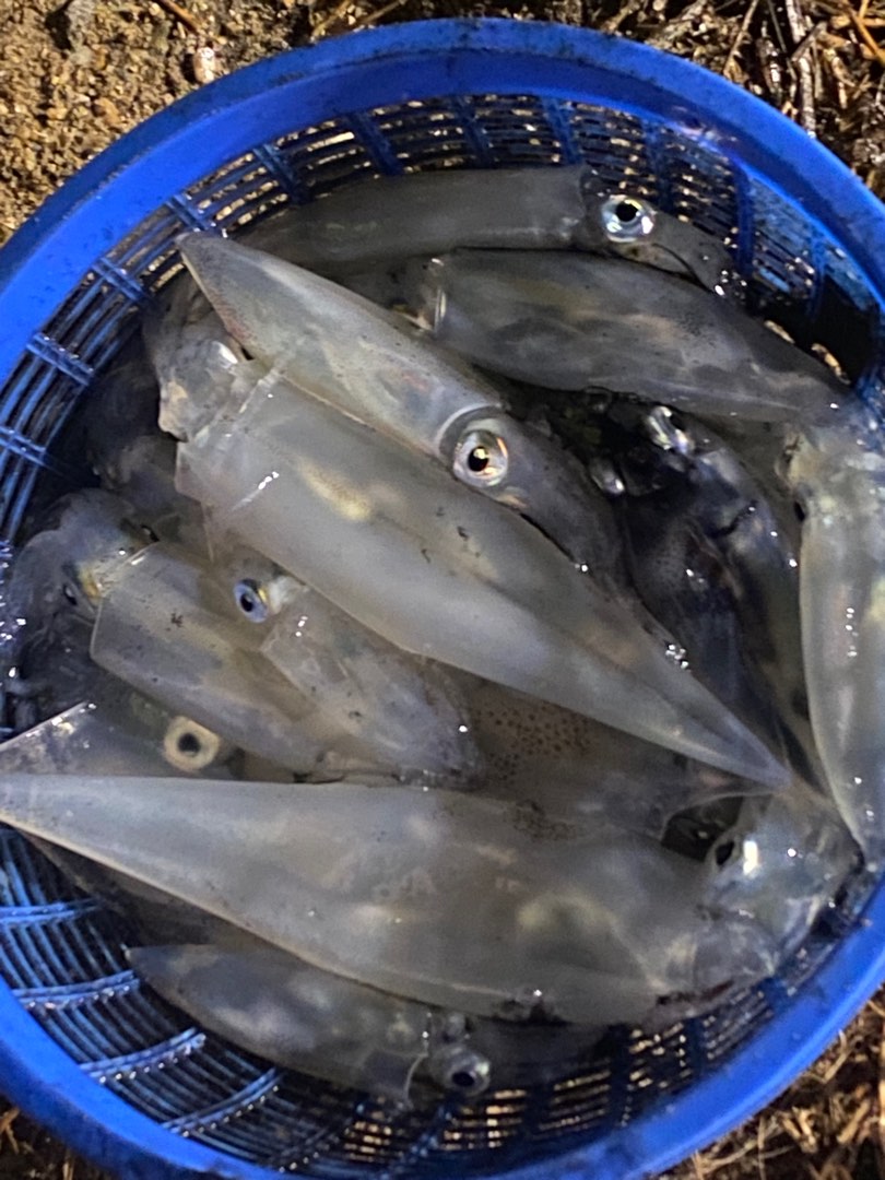 Fresh Sotong fishing Baits, Sports Equipment, Fishing on Carousell
