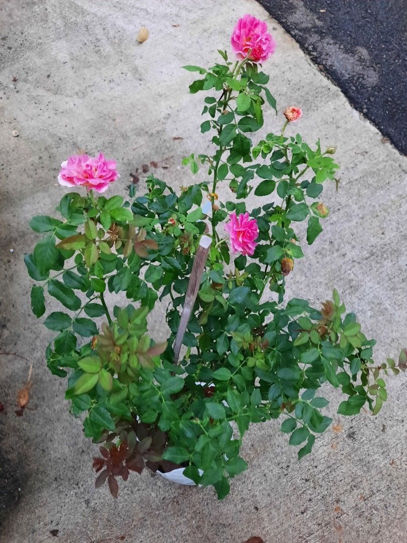 Gabriel Oak rose (80cm hight), Furniture & Home Living, Gardening ...