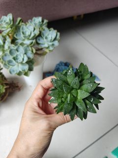 Haworthia 5cm pot