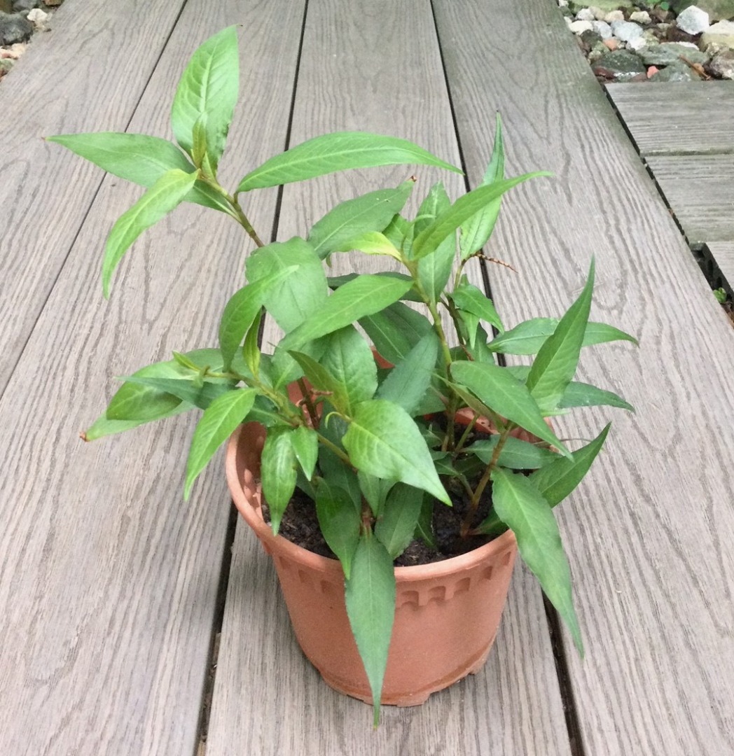 Laksa Leaf Plant (Daun Kesum, Vietnamese Coriander) Edible plant