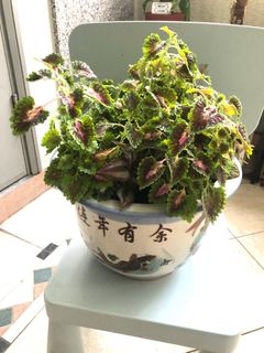 (Category: ) located in . Submitted by sgplant (Listing ID 1260198879, Image 1). Description: .