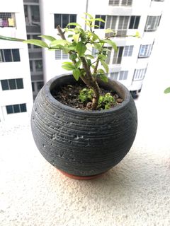 (Category: ) located in . Submitted by sgplant (Listing ID 1262589675, Image 1). Description: .