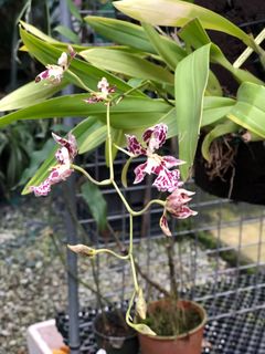 (Category: ) located in . Submitted by hortiplace (Listing ID 1262506726, Image 1). Description: .