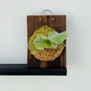 （分類：）位於 。 由 mori.iki 提交（商品編號 1262524203，圖片 1）。簡介： 。