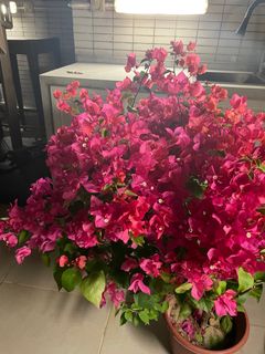 （分類：）位於 。 由 little98 提交（商品編號 1262768838，圖片 1）。簡介： 。