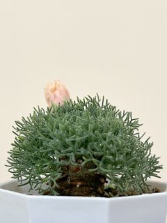 （分類：）位於 。 由 CCCCH 提交（商品編號 1262717643，圖片 1）。簡介： 。