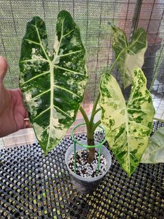 (Category: ) located in . Submitted by kungfuflora (Listing ID 1262798407, Image 1). Description: .