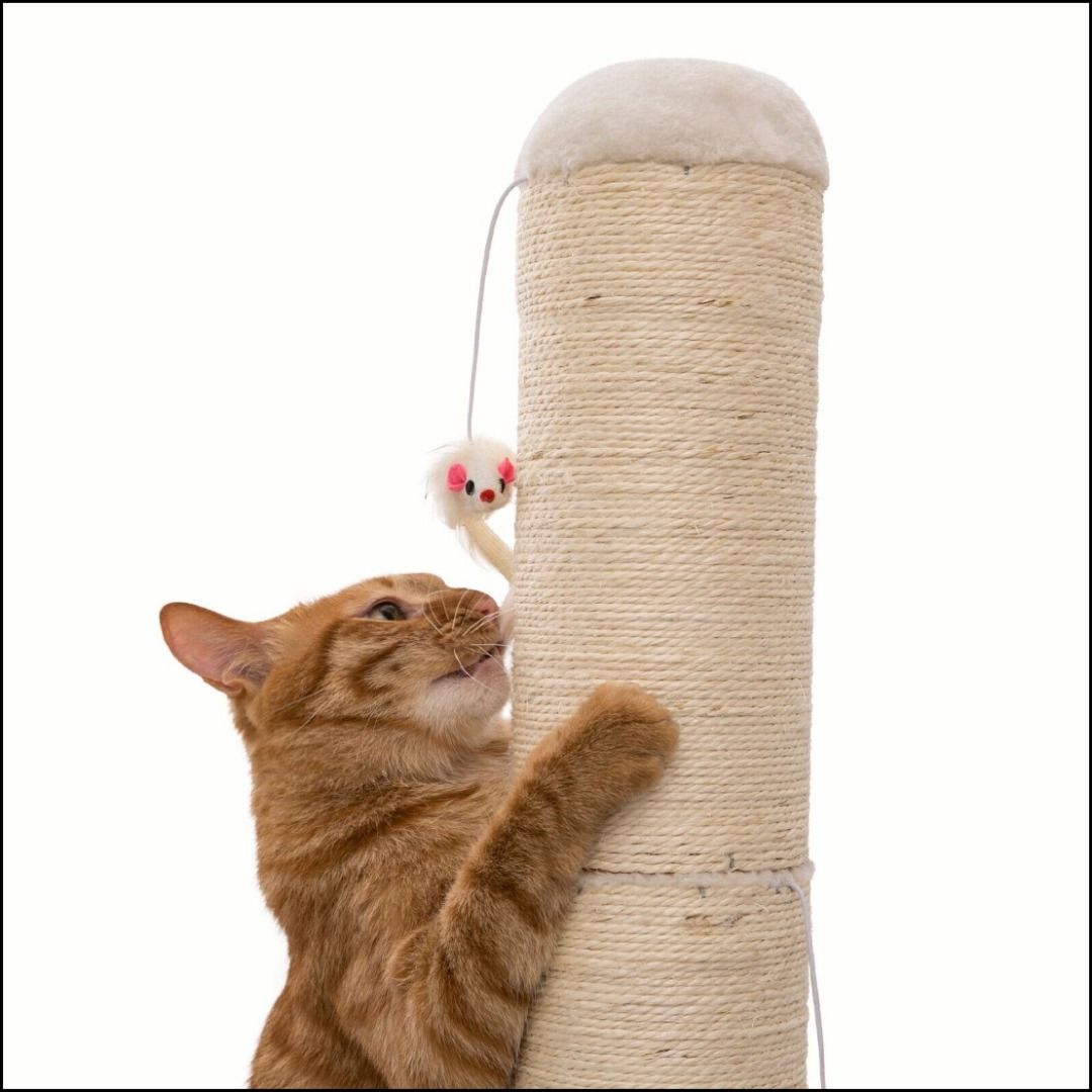 Cat on sale claw scratcher