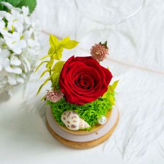 (Category: ) located in . Submitted by theflowerbooth (Listing ID 1262718264, Image 1). Description: .