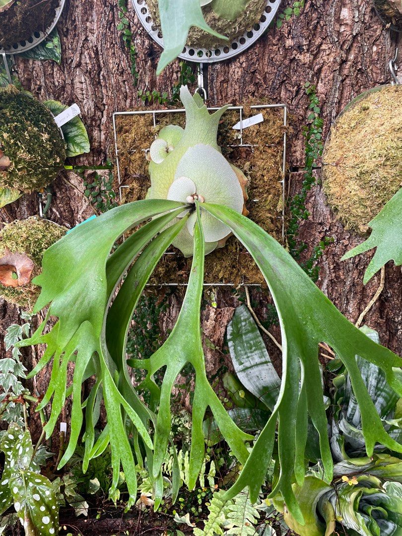 P. willinckii cv Celso Tatsuta 賽爾索鹿角蕨側芽, 傢俬＆家居