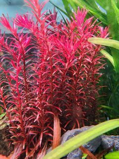 Very healthy Rotala Rotundifolia blood red for sale!