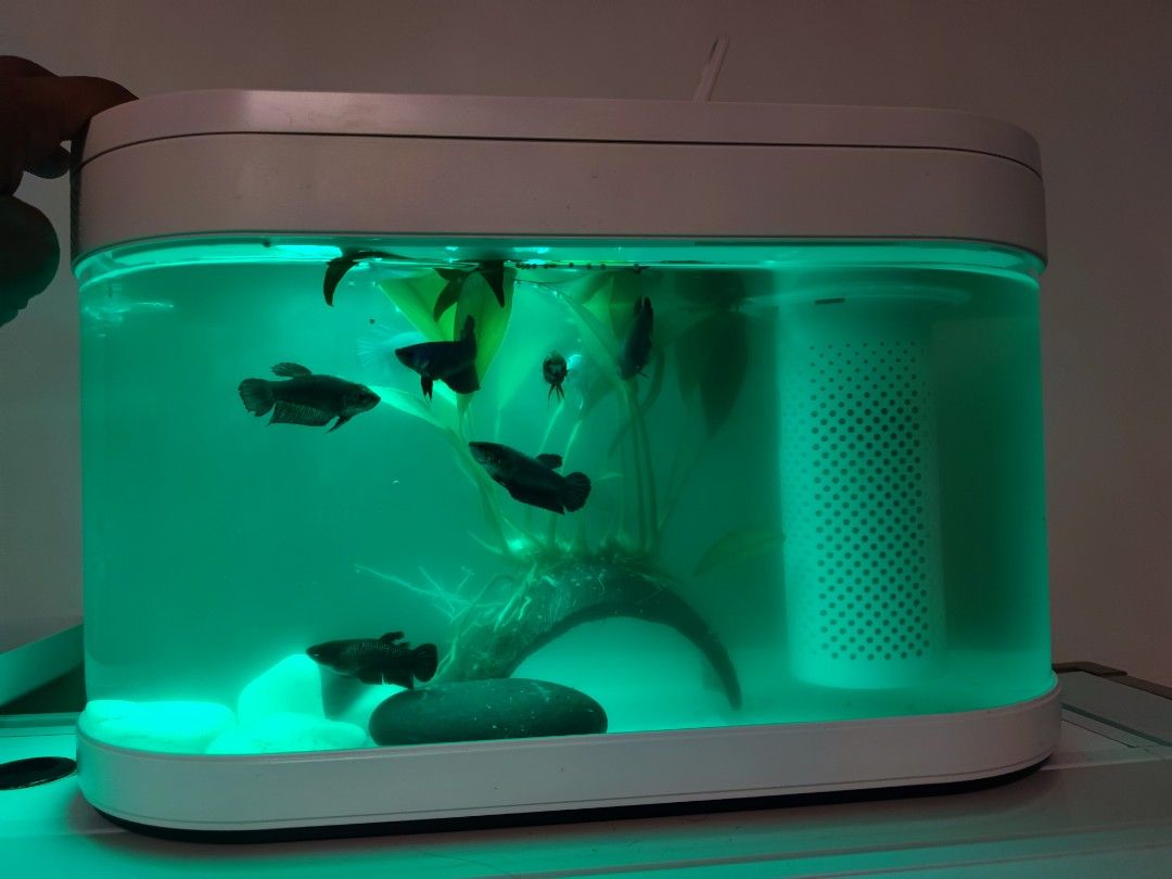 Xiaomi Fish Tank 3L, Pet Supplies, Homes & Other Pet Accessories on ...