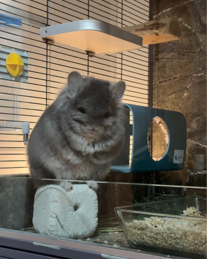 Chinchilla boarding near hot sale me