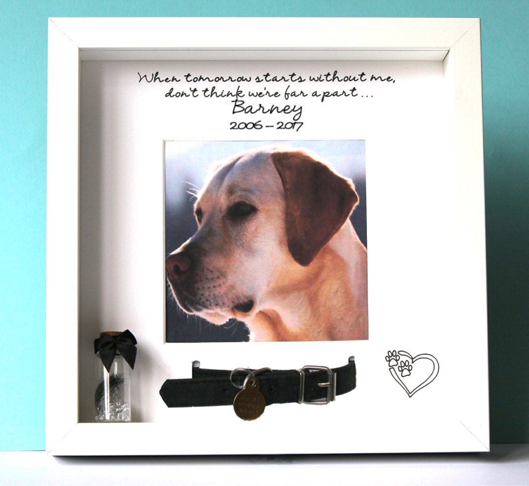 Pet Photo Frame Collar And Keepsake Display Pet Supplies Homes