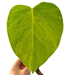 (Category: ) located in . Submitted by wwplants (Listing ID 1258048390, Image 1). Description: .