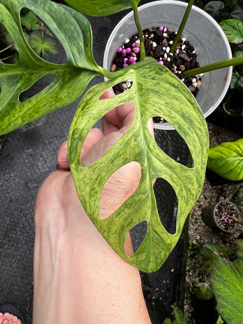 philodendron sun red Philodendron Sun Red Houseplant