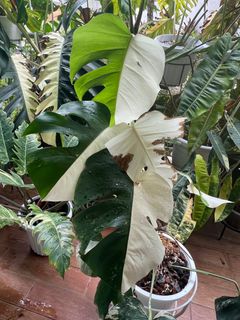 (Category: ) located in . Submitted by dh1979 (Listing ID 1258100028, Image 1). Description: .