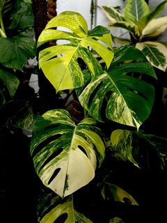 (Category: ) located in . Submitted by lovingplants (Listing ID 1258195363, Image 1). Description: .