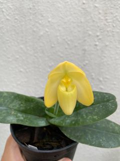 (Category: ) located in . Submitted by hansplants (Listing ID 1258189438, Image 1). Description: .