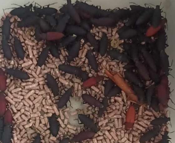 Superworm Beetles (Category: Everything Else Others) located in Manila. Submitted by mikeitph (Listing ID 1258058477, Image 1). Description: Sold per piece. Superworms, the larvae of the darkling beetle, have several benefits: Nutritional Value: They are rich in protein, making them a great food source for various animals like reptiles, birds, and some small mammals. They also contain healthy fats and other nutrients essential for animal diets. E