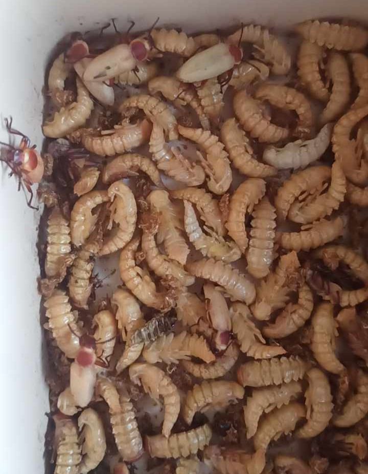 Superworm Beetles (Category: Everything Else Others) located in Manila. Submitted by mikeitph (Listing ID 1258058477, Image 3). Description: Sold per piece. Superworms, the larvae of the darkling beetle, have several benefits: Nutritional Value: They are rich in protein, making them a great food source for various animals like reptiles, birds, and some small mammals. They also contain healthy fats and other nutrients essential for animal diets. E