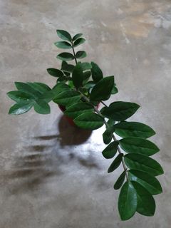 (Category: ) located in . Submitted by plant_nerd05 (Listing ID 1258184900, Image 1). Description: .