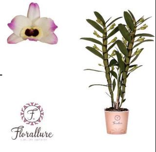 Dendrobium Nob. Sunny Eyes