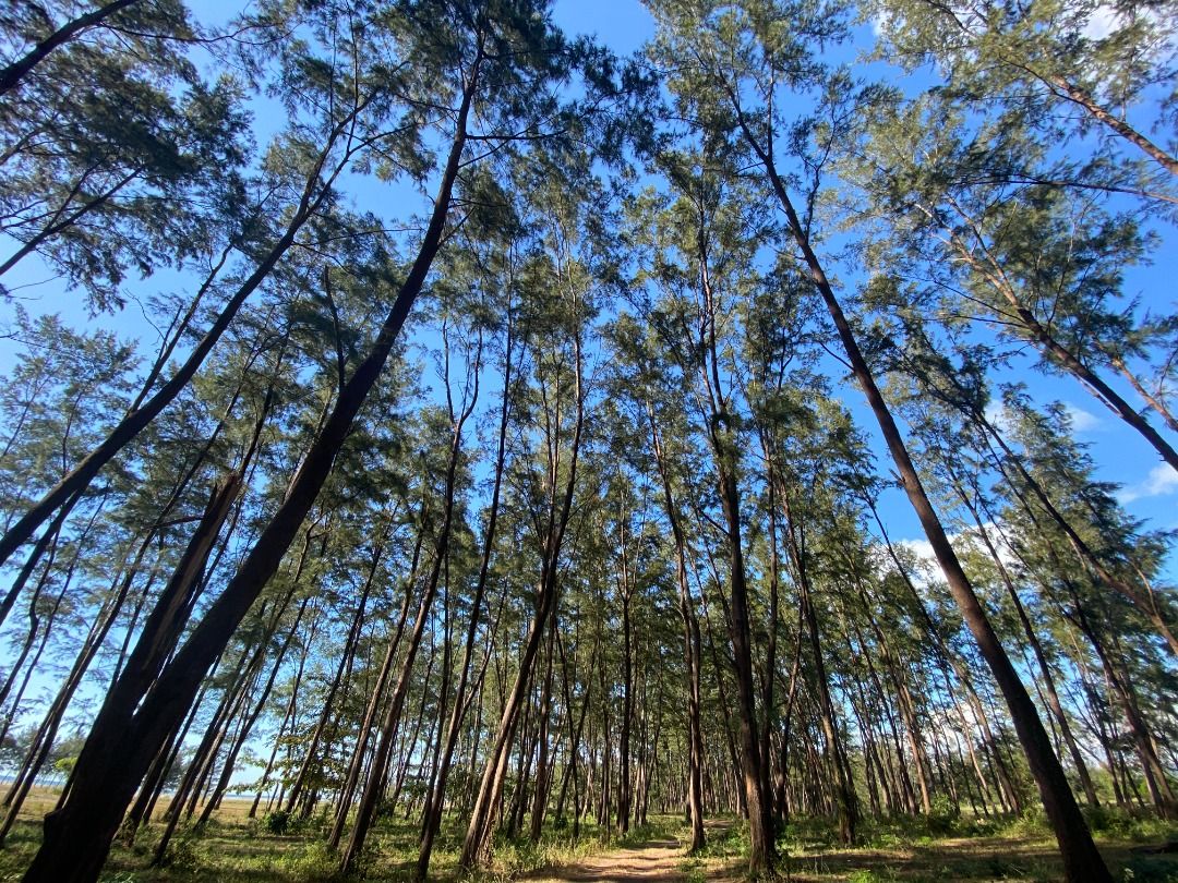 Exclusive Beach Lots in La Paz, San Narciso, Zambales, Property, For